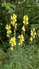 Linaria vulgaris
