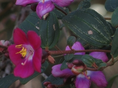 Andesanthus