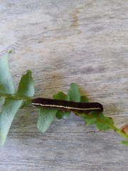 Callopistria floridensis