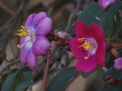 Andesanthus