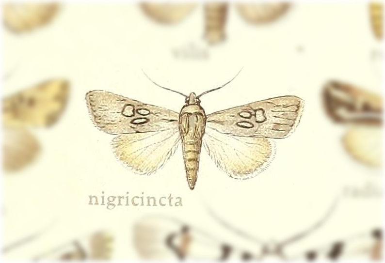 Omphalestra geraea