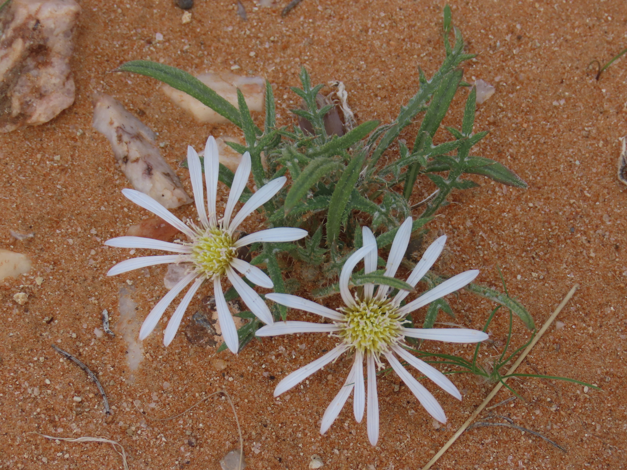 Rough White Gazania (Gazania jurineifolia)