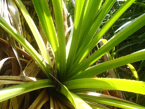 Vakwa montany (Pandanus balfourii)