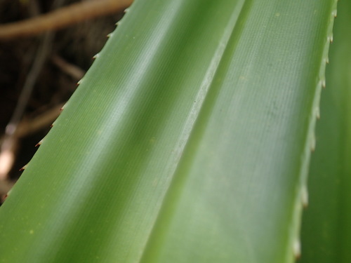 Image of Pandanus balfourii by no rights reserved