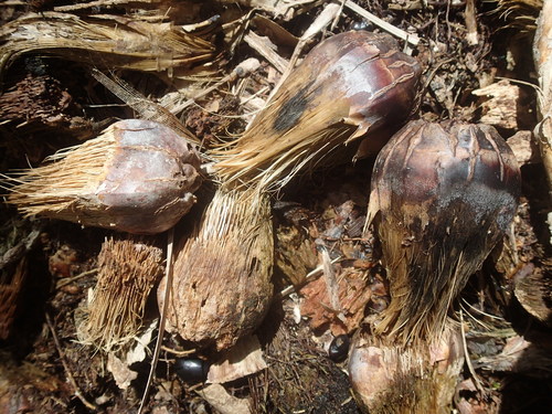 Image of Pandanus balfourii by no rights reserved