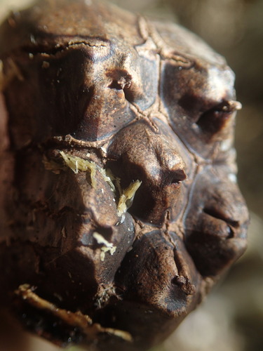Image of Pandanus balfourii by no rights reserved