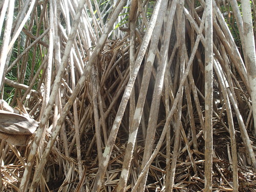 Image of Pandanus balfourii by no rights reserved