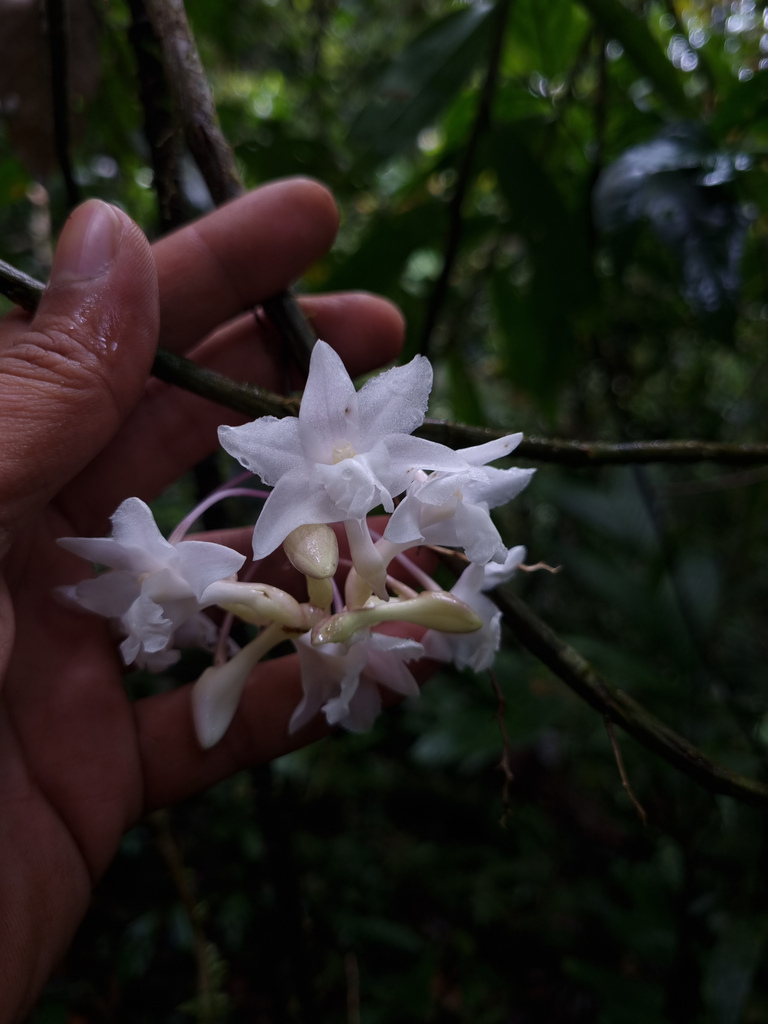 Dendrobium foxii Ridl. 3
