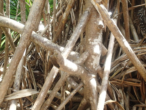 Pandanus balfourii, photograph 5