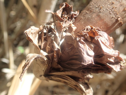 Image of Pandanus balfourii by no rights reserved