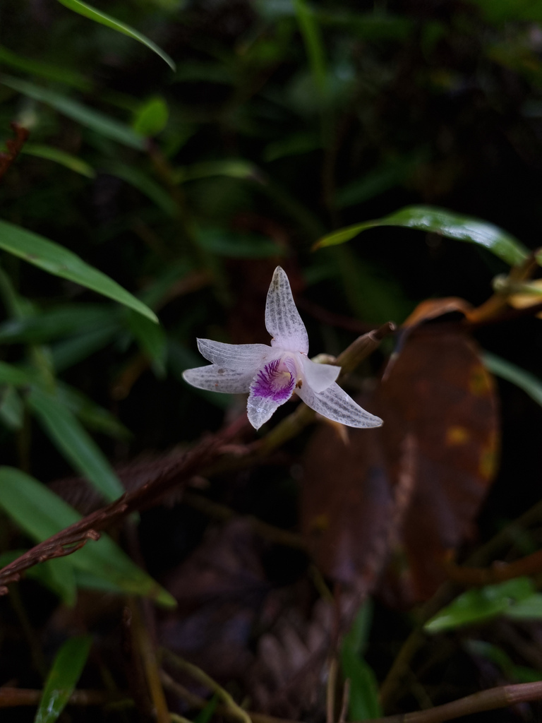 Dendrobium metrium Kraenzl. 4