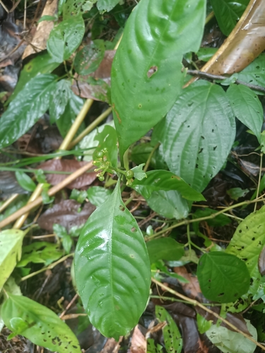 Foto de Café-de-bugre