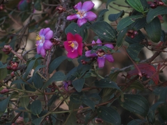 Andesanthus