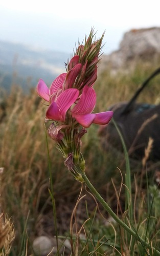 Onobrychis jailae