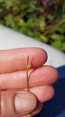 Schoenoplectus subterminalis