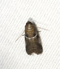 Quasisalebria atratella