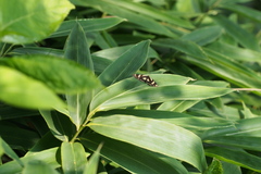 Psychostrophia melanargia