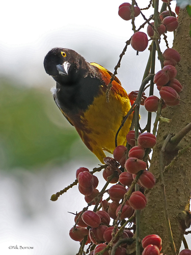 iNaturalist image