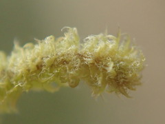 Plicanthus hirtellus