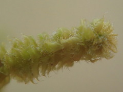 Plicanthus hirtellus