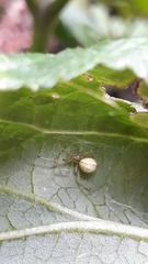 Enoplognatha ovata