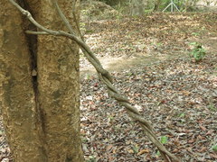 Combretum latifolium