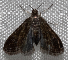 Elophila tinealis