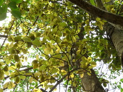 Combretum latifolium