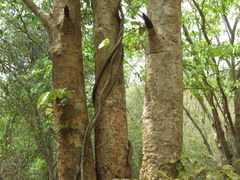 Combretum latifolium
