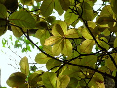 Combretum latifolium