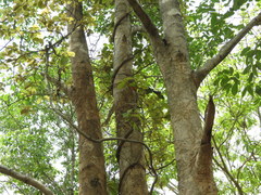 Combretum latifolium