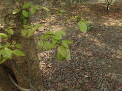 Combretum latifolium