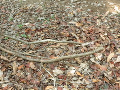 Combretum latifolium
