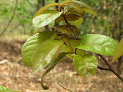 Combretum latifolium