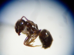 Lasius americanus