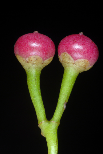 Ardisia elliptica