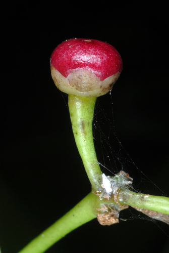 Ardisia elliptica