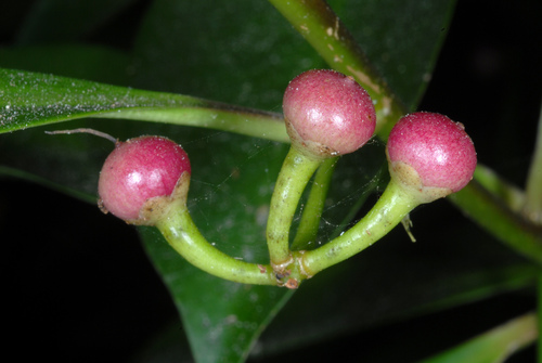 Ardisia elliptica