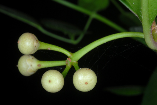 Ardisia elliptica
