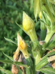 Mompha stellella