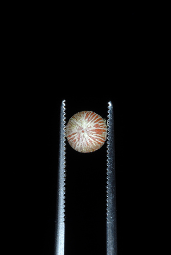 Ardisia elliptica