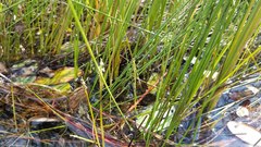 Eleocharis robbinsii