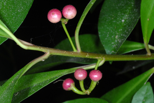 Ardisia elliptica