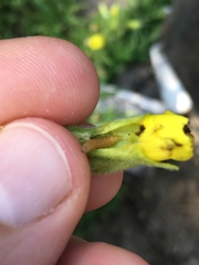 Mompha stellella