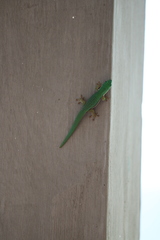 Phelsuma lineata