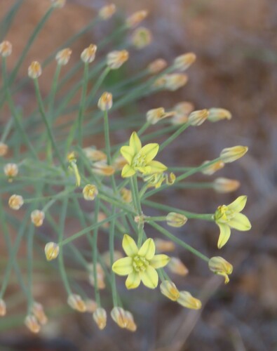 Image of Eriospermum abyssinicum by no rights reserved