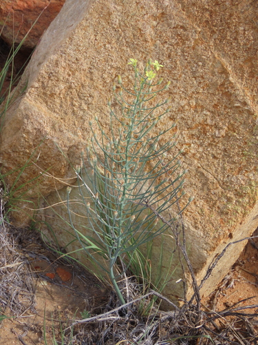 Image of Eriospermum abyssinicum by no rights reserved