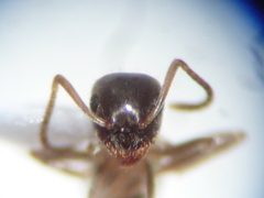 Lasius americanus