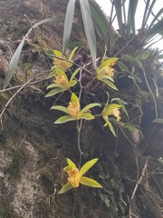 Cymbidium hookerianum, photograph author not stated, no rights reserved