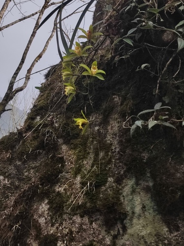 Cymbidium hookerianum, photograph 4